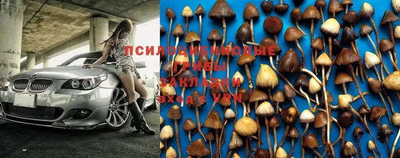 Псилоцибиновые грибы MAGIC MUSHROOMS  продажа наркотиков  Медногорск 